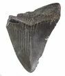 Partial, Fossil Megalodon Tooth #89047-1